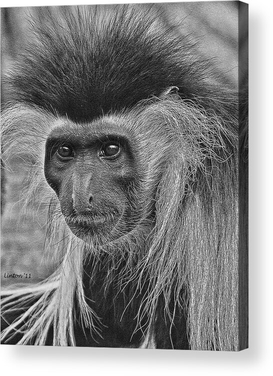 Colobus Monkey Acrylic Print featuring the digital art Colobus Monkey #1 by Larry Linton