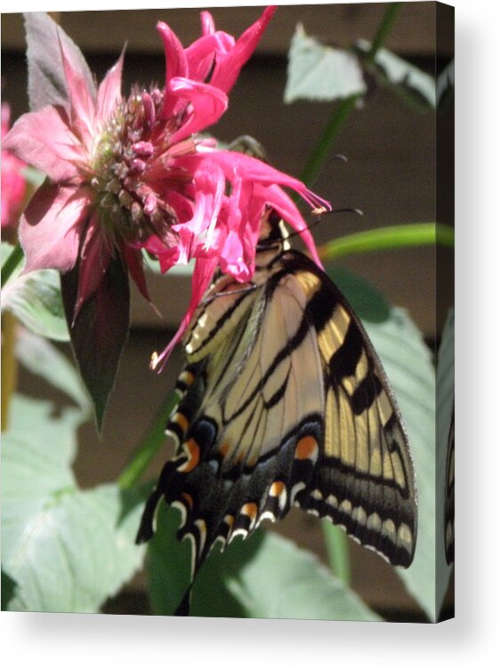 Butterfly Acrylic Print featuring the photograph Eastern Yellowtail #1 by Kim Galluzzo