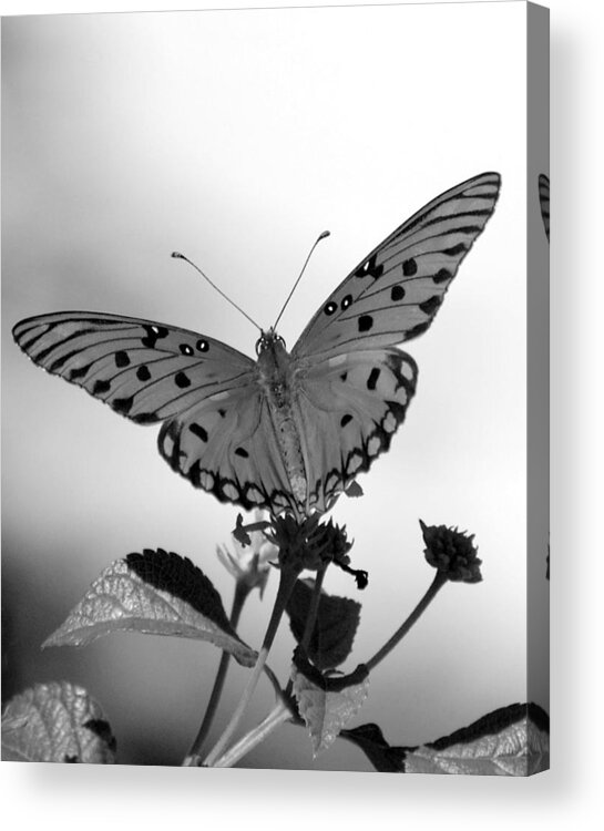 Butterfly Acrylic Print featuring the photograph Gulf Fritillary #1 by David Brown