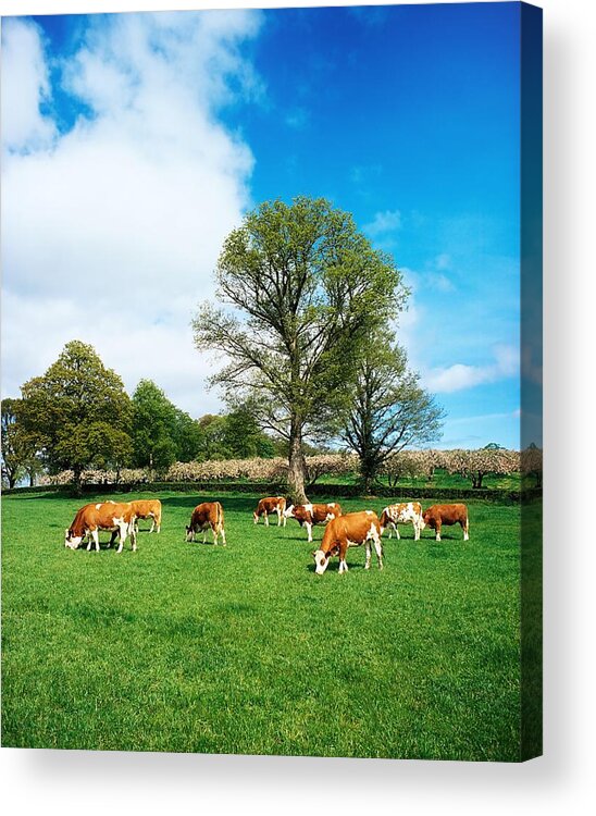 Bullock Acrylic Print featuring the photograph Hereford Bullocks #1 by The Irish Image Collection 