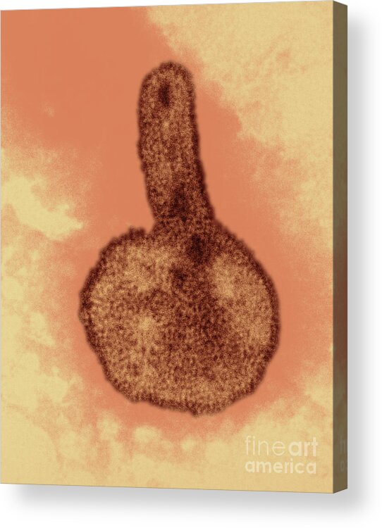 Influenza Acrylic Print featuring the photograph Hong Kong Influenza Virus #1 by Omikron