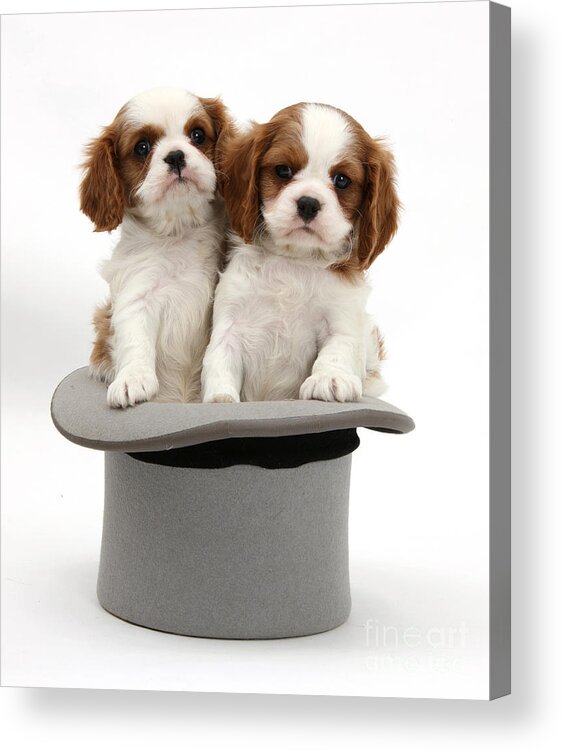 Animal Acrylic Print featuring the photograph King Charles Spaniel Puppies #1 by Mark Taylor