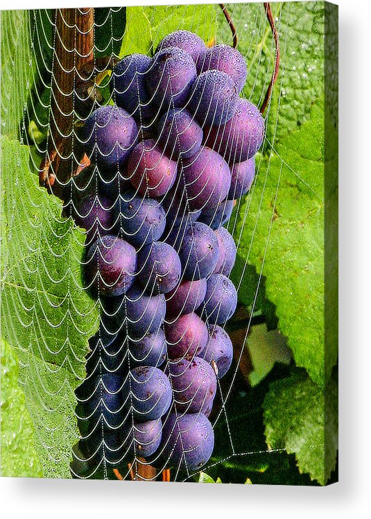 Wine In A Web Acrylic Print featuring the photograph Wine in a web 2 by Jean Noren