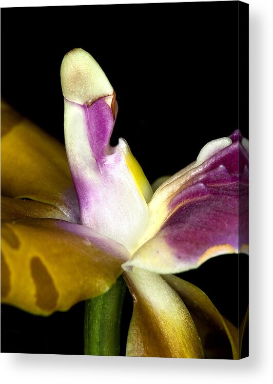 Orchid Acrylic Print featuring the photograph Orchid Flower Bloom #4 by C Ribet