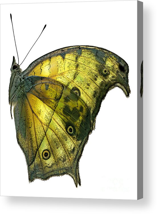 African Acrylic Print featuring the photograph African Butterfly - Salamis Parhassus by Janeen Wassink Searles