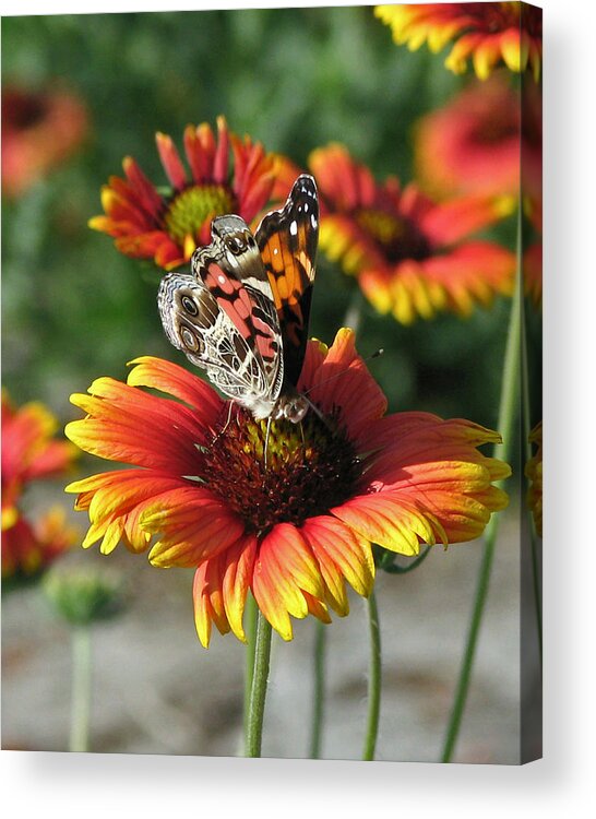 Nature Acrylic Print featuring the photograph American Lady Butterfly by Peggy Urban