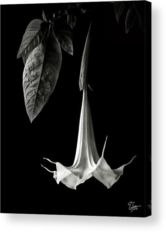 Flower Acrylic Print featuring the photograph Angel Trumpet in black and White by Endre Balogh