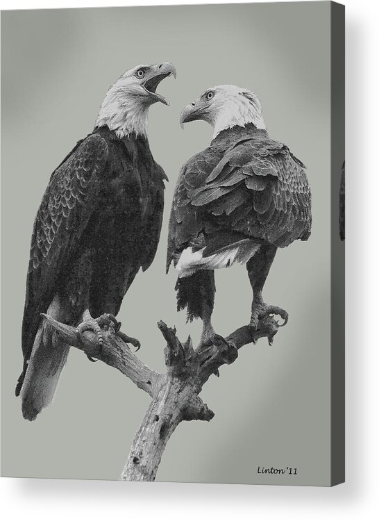 American Bald Eagle Acrylic Print featuring the digital art Bald Eagle Pair 4 by Larry Linton