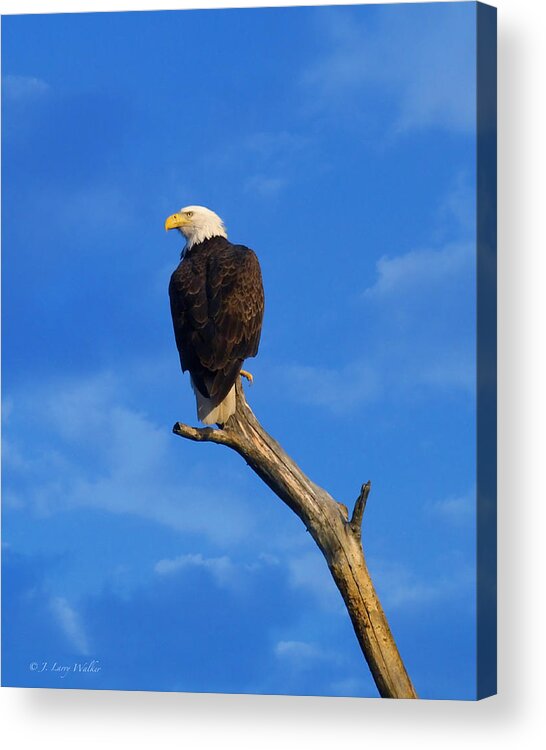 J Larry Walker Acrylic Print featuring the digital art Bald Eagle Sitting High by J Larry Walker