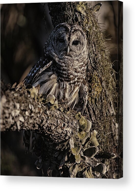 Barred Owl Acrylic Print featuring the photograph Barred Owl 5 by Wade Aiken