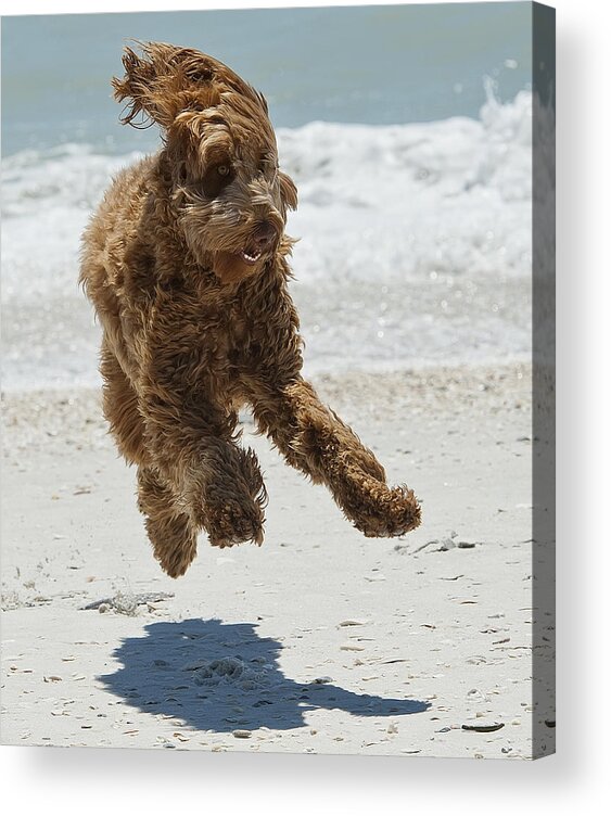 Dog Acrylic Print featuring the photograph Beach Boy by Wade Aiken