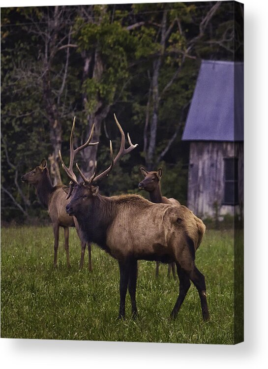 Bull Elk Acrylic Print featuring the photograph Big Bull in Lost Valley by Michael Dougherty