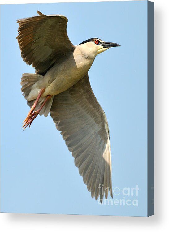 Heron Acrylic Print featuring the photograph Black Crown Night Heron by Craig Leaper