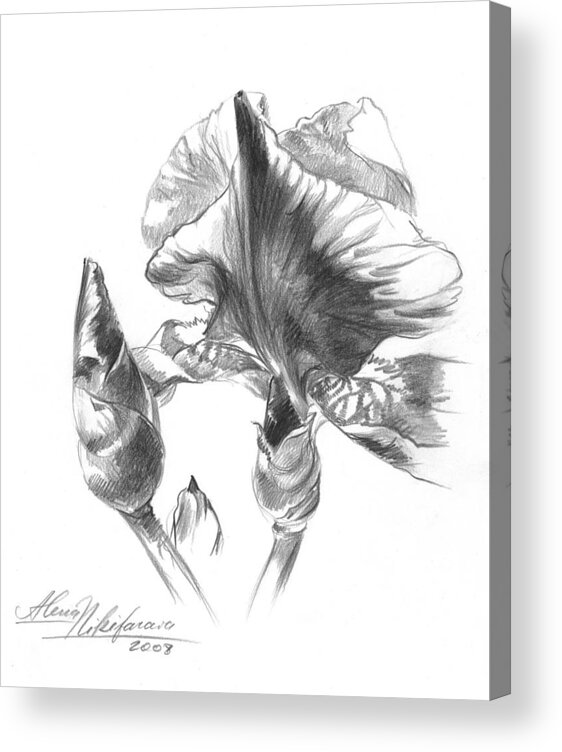 Iris Acrylic Print featuring the drawing Blooming Iris by Alena Nikifarava