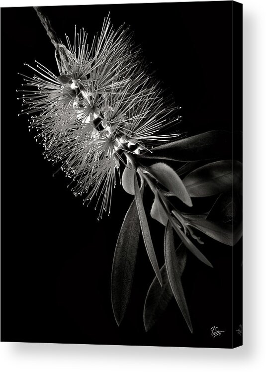 Flower Acrylic Print featuring the photograph Bottlebrush in Black and White by Endre Balogh