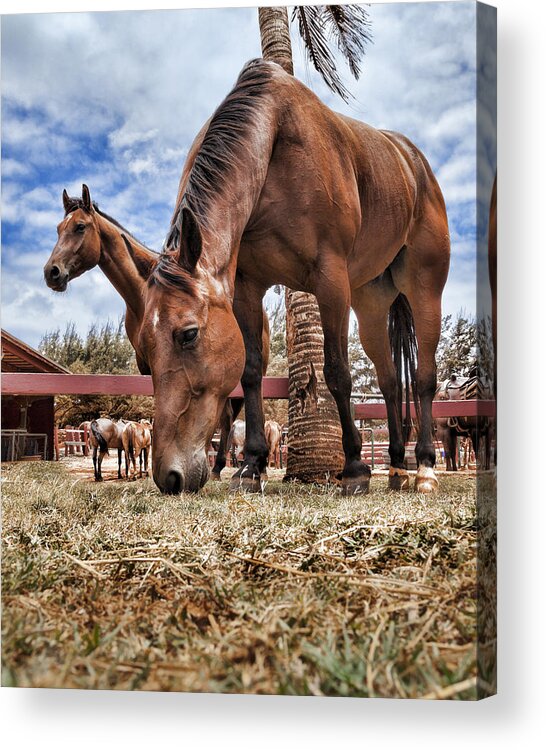 Horse Acrylic Print featuring the photograph Break Time by Kelley King