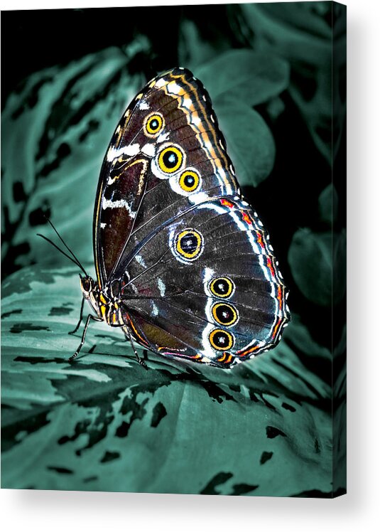 Butterfly Acrylic Print featuring the photograph Butterfly 2 by Jim Painter