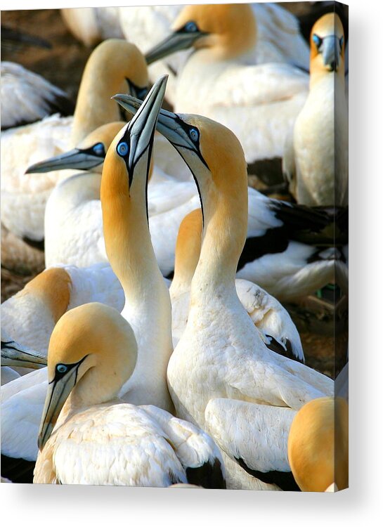 Gannet Acrylic Print featuring the photograph Cape Gannet Courtship by Bruce J Robinson