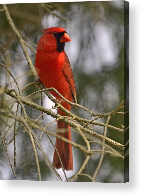 Cardinal Acrylic Print featuring the photograph Cardinal in Spruce by Ann Bridges