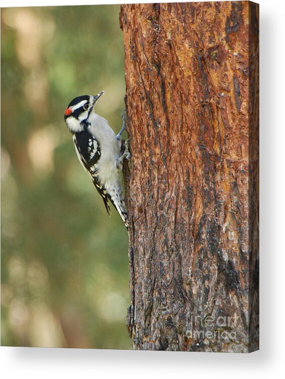 Bird Acrylic Print featuring the photograph Checking it Out by Grace Grogan