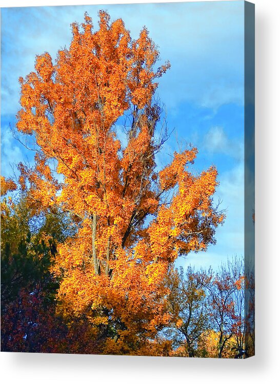 2009 Acrylic Print featuring the photograph Complimentary Colors by Michael Putnam