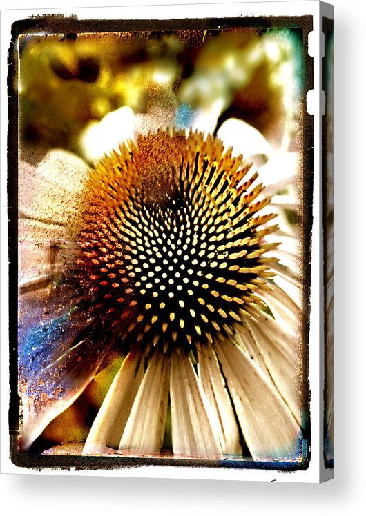 Floral Acrylic Print featuring the photograph Cone Flower by Linda Olsen