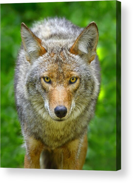 Canis Latrans Acrylic Print featuring the photograph Coyote by Tony Beck