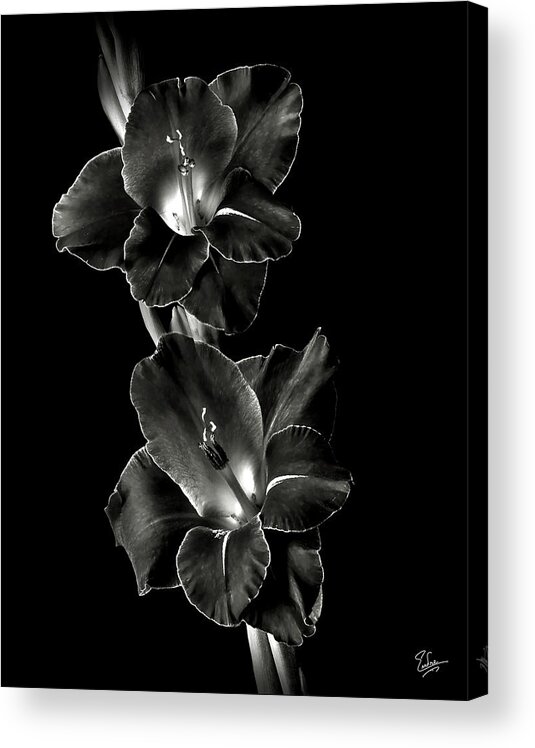 Flower Acrylic Print featuring the photograph Dark Gladiolas in Black and White by Endre Balogh