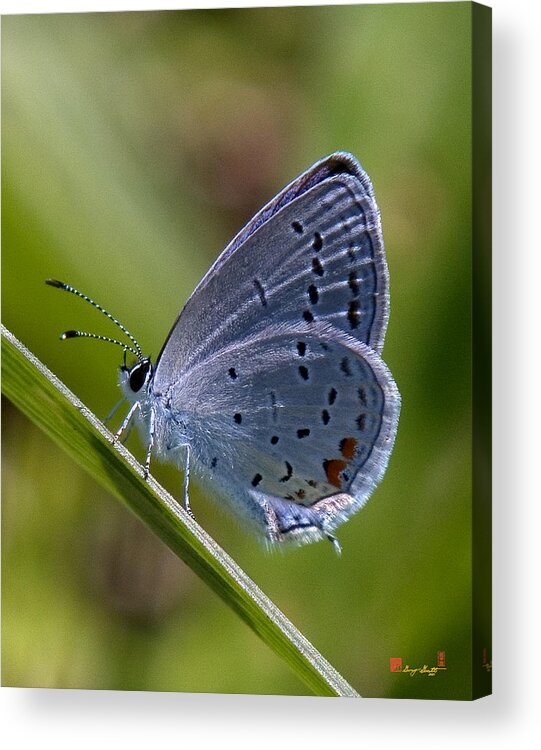 Spring Acrylic Print featuring the photograph Eastern Tailed-Blue Butterfly DIN045 by Gerry Gantt