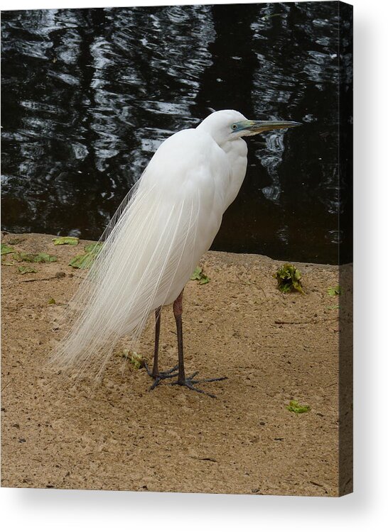 Bird Acrylic Print featuring the photograph Exotic Bird by Carla Parris