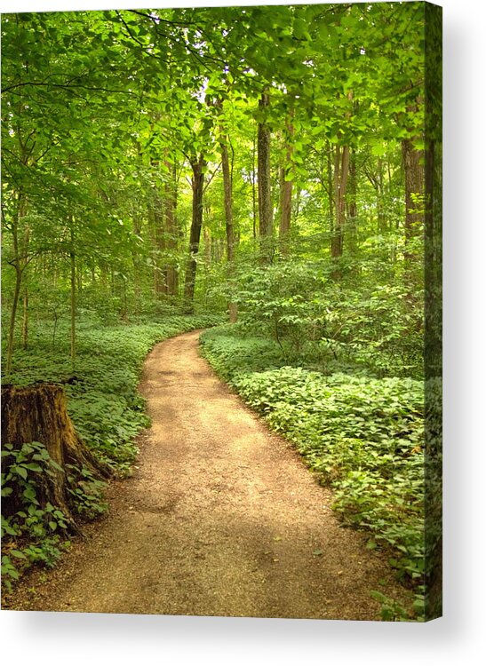 Forest Acrylic Print featuring the photograph Forest Path by Coby Cooper