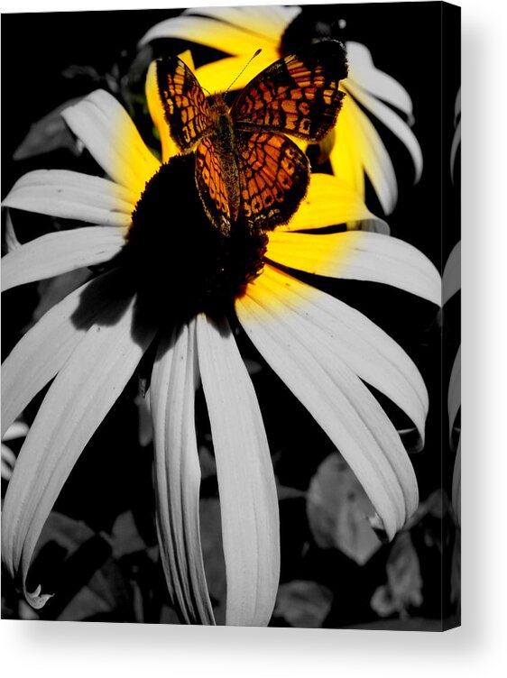 Butterfly Acrylic Print featuring the photograph Frantilly Butterfly in focal blk and white by Kim Galluzzo