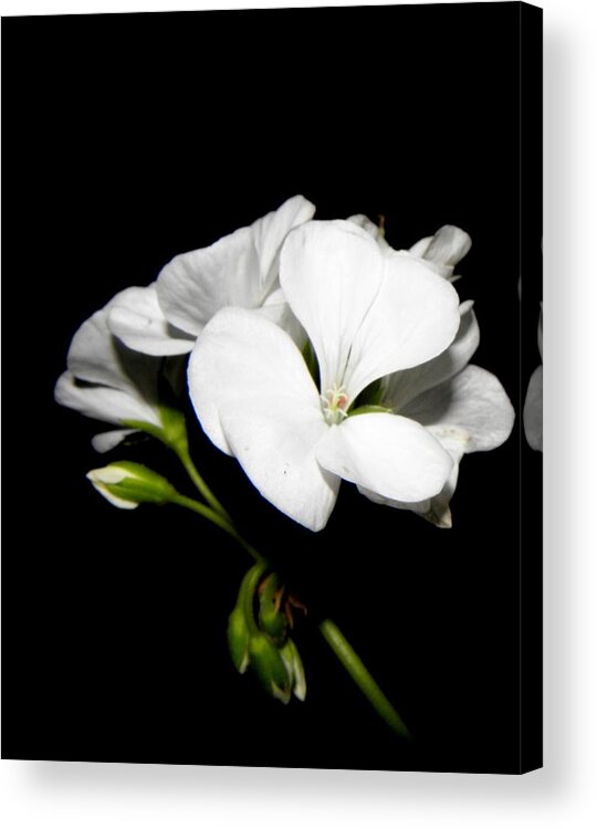 Geranium Acrylic Print featuring the photograph Geranium White by Kim Galluzzo