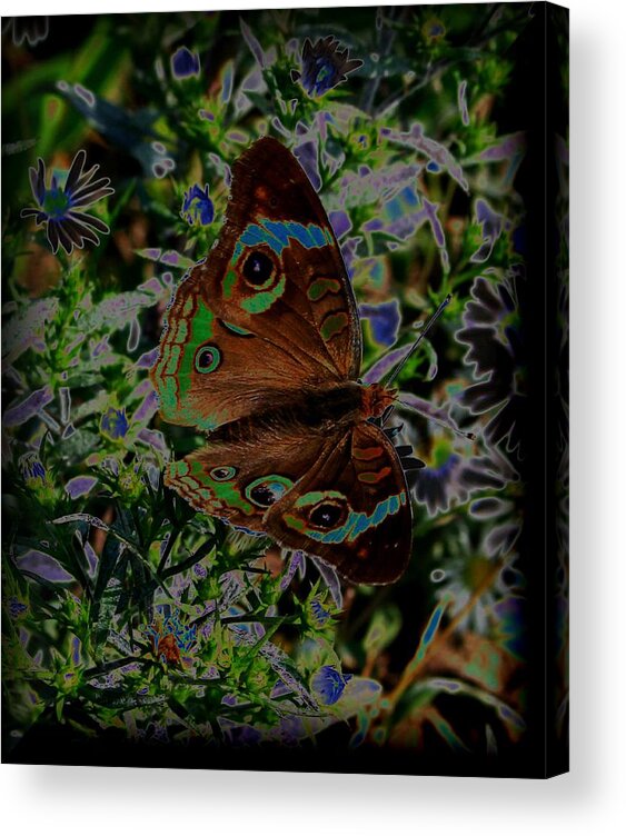 Moth Acrylic Print featuring the photograph Glowing Moth by Karen Harrison Brown