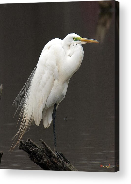 Marsh Acrylic Print featuring the photograph Great Egret Resting DMSB0036 by Gerry Gantt