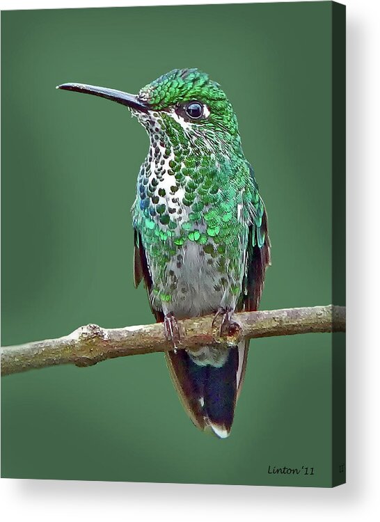 Green-crowned Brilliant Hummingbird Acrylic Print featuring the photograph Green-crowned Brilliant Hummingbird by Larry Linton