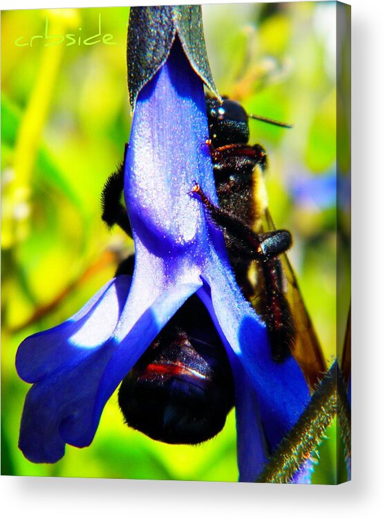 Bumble Bee Acrylic Print featuring the photograph Hangin' by Chris Berry