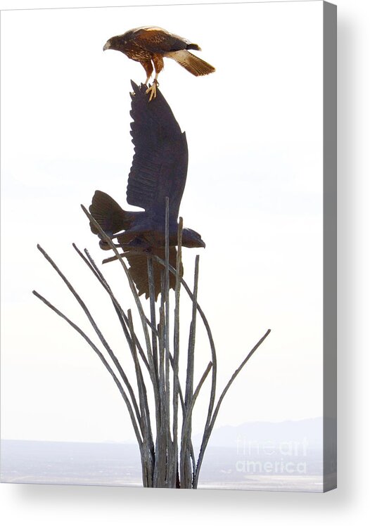 Hawk Acrylic Print featuring the photograph Hawk on statue by Rebecca Margraf