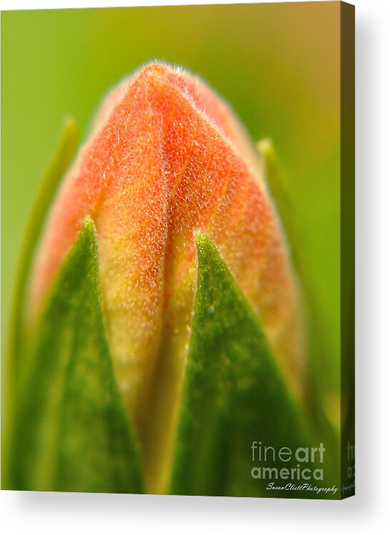 Flower Acrylic Print featuring the photograph Hibiscus Bud by Susan Cliett