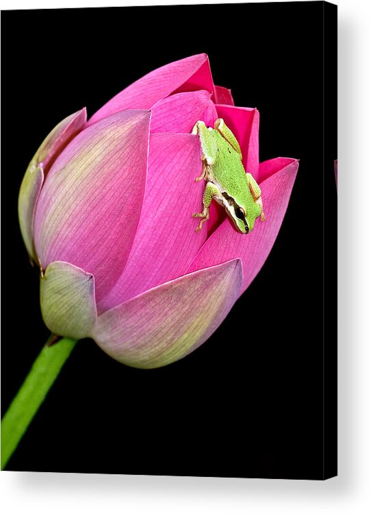 Amphibians Acrylic Print featuring the photograph Hitchhiker by Jean Noren