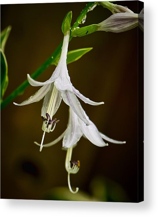Location Acrylic Print featuring the photograph Hosta Bells by Michael Putnam