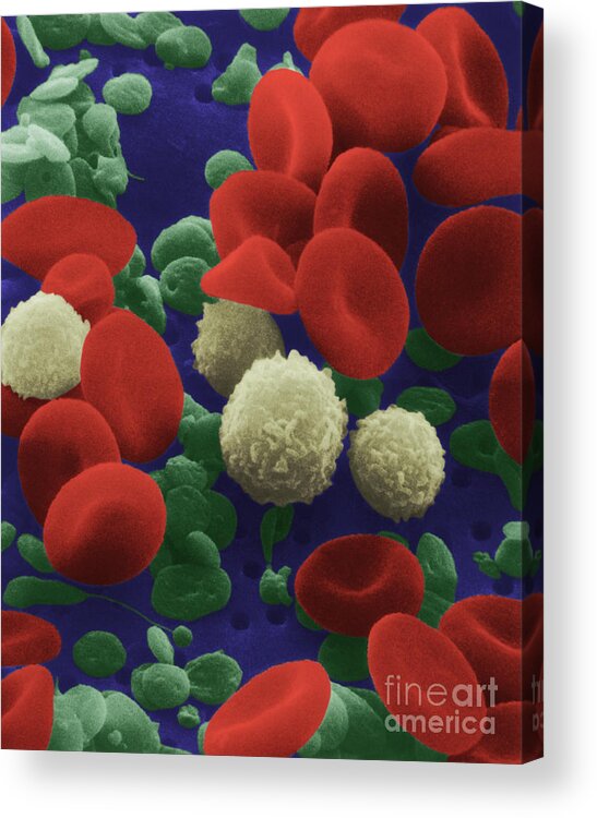 Blood Cell Acrylic Print featuring the photograph Human Blood Cells by NIH and Science Source