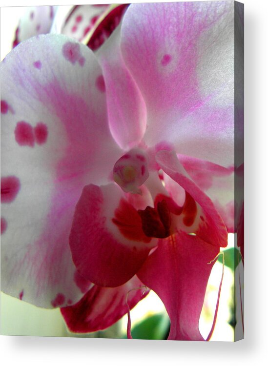 Orchid Acrylic Print featuring the photograph Hybrid Orchid by Kim Galluzzo