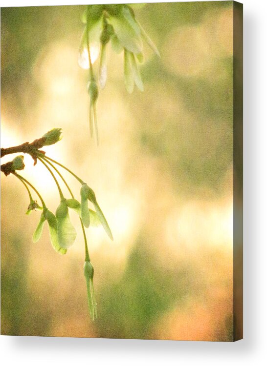 Seed Acrylic Print featuring the photograph Interlude by Amy Tyler