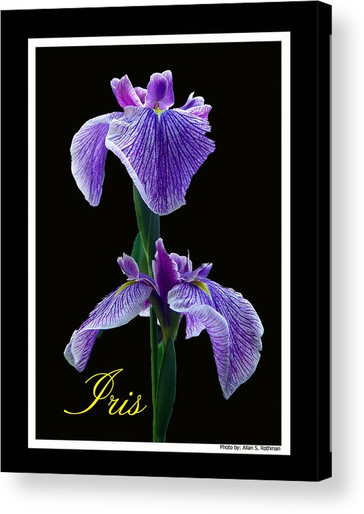 Iris Acrylic Print featuring the photograph Iris by Allan Rothman