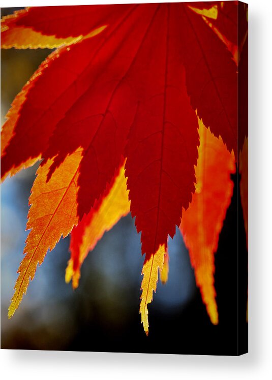 Autumn Acrylic Print featuring the photograph Japanese Maple by Ray Kent