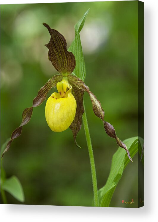 Nature Acrylic Print featuring the photograph Large Yellow Lady Slipper Orchid DSPF0251 by Gerry Gantt
