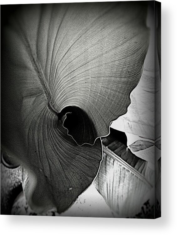 Leaf Acrylic Print featuring the photograph Leaf by Tatyana Searcy