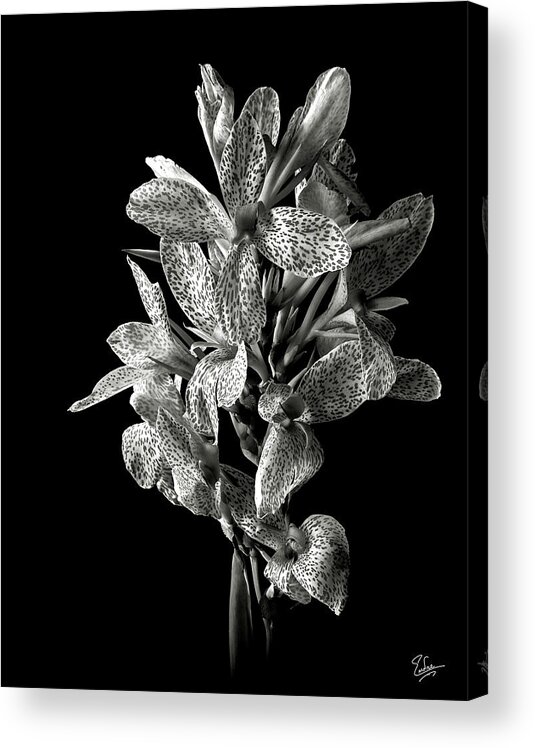 Flower Acrylic Print featuring the photograph Leopard Lily in Black and White by Endre Balogh