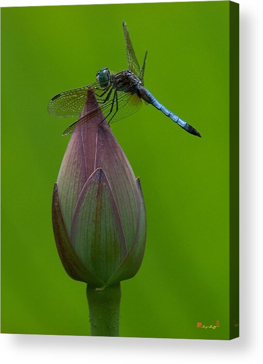 Nature Acrylic Print featuring the photograph Lotus Bud and Blue Dasher Dragonfly DL007 by Gerry Gantt